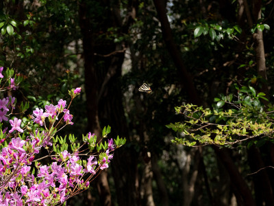 Luehdorfia japonica