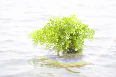 铁线蕨
