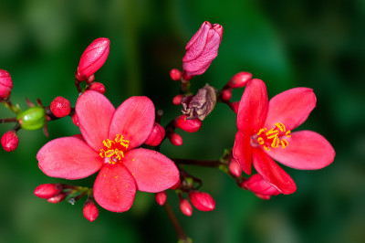 植物上美丽的粉红色花朵和花蕾