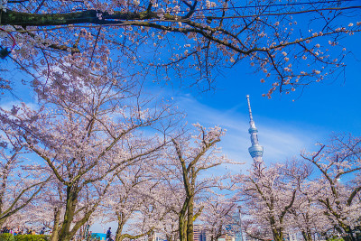 东京天空树和樱桃