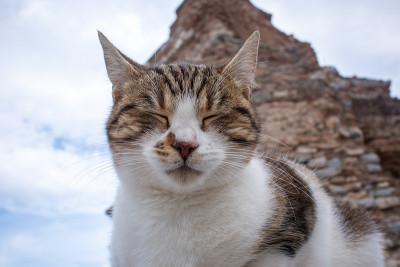 猫睡觉
