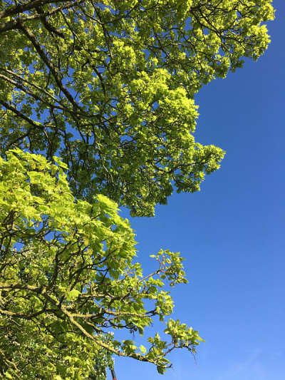 2018年5月，埃克塞特大教堂绿地上的一棵成熟的无花果树