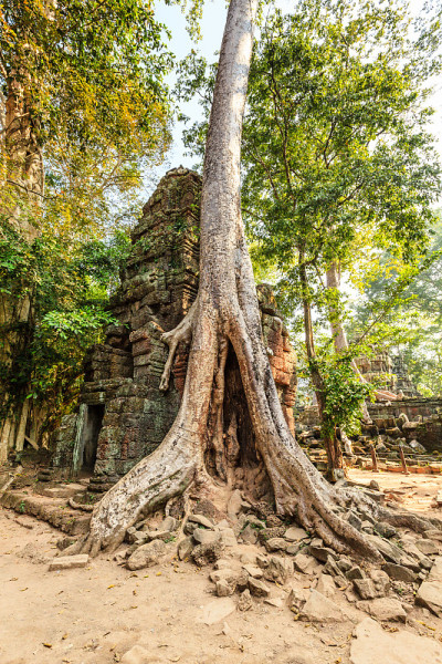 Ta Phrom 城堡，吴哥城，柬埔寨