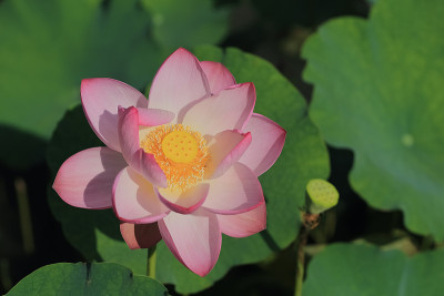 莲花
