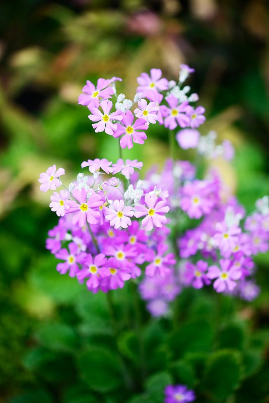 报春花在花园里开花