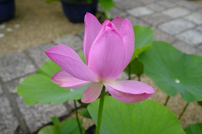 荷花，日本京都