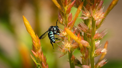 浅蓝色杜鹃蜂(Thyreus sp.)授粉花