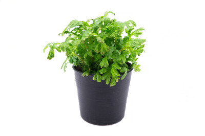 孤立的房子植物