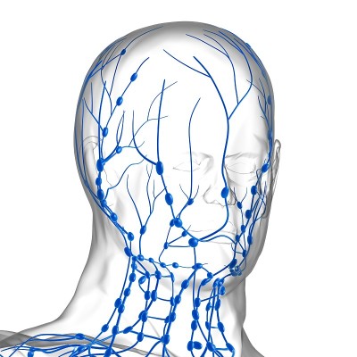 人体淋巴结解剖用于医学概念3D渲染