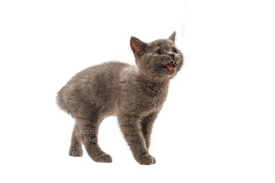 英国短毛小猫看着孤立的白色