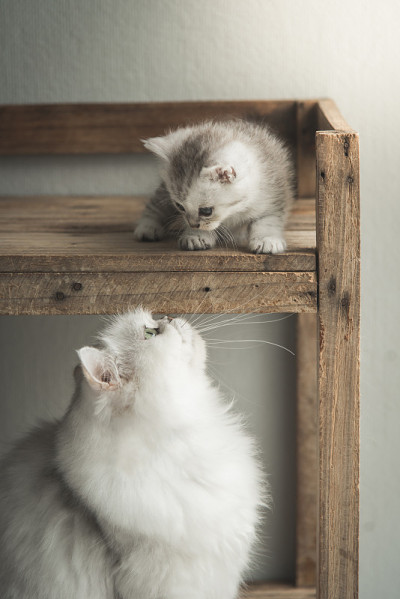 可爱的小猫和妈妈玩