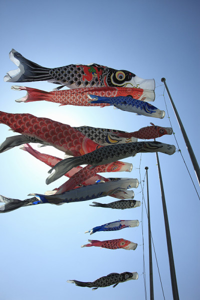 鲤鱼等浮电缆