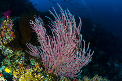 WhipCoral