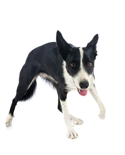 边境牧羊犬
