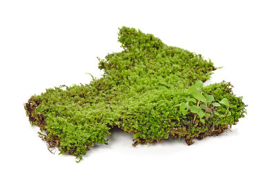 白色背景上的绿色苔藓