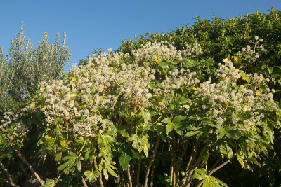 秋天白色的花和叶子的一种日本木香或蓖麻(Fatsia japonica)的明亮的蓝色天空背景生长在一