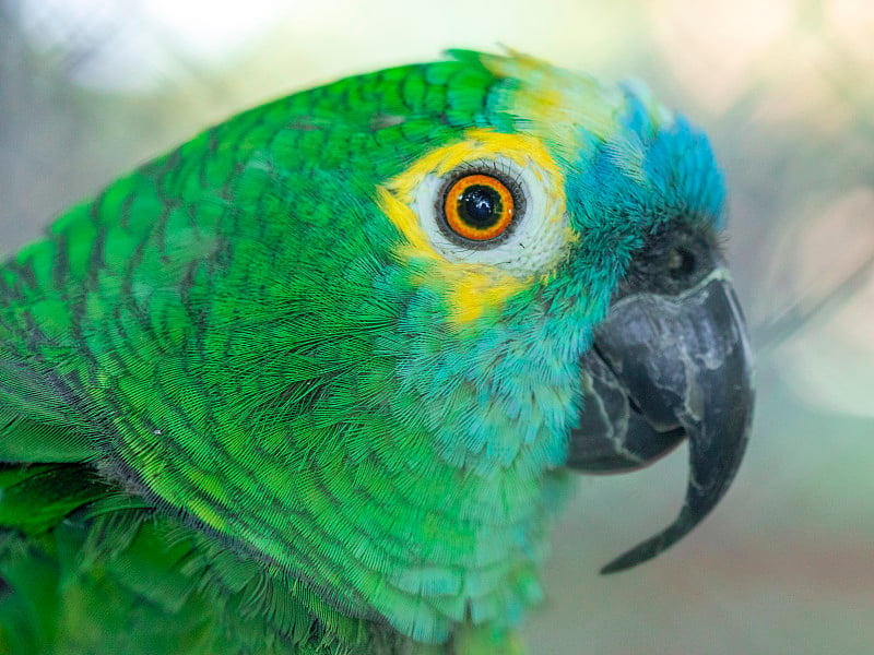 绿松石头亚马逊(Amazona aestiva)，也叫绿松石头鹦鹉，是南美的一种亚马逊鹦鹉，也是最常