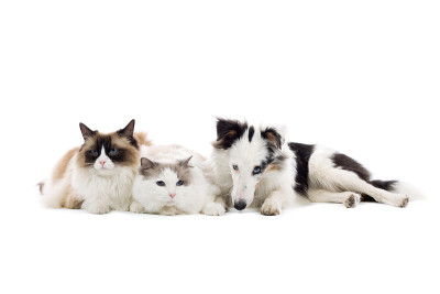 两只猫和一只狗