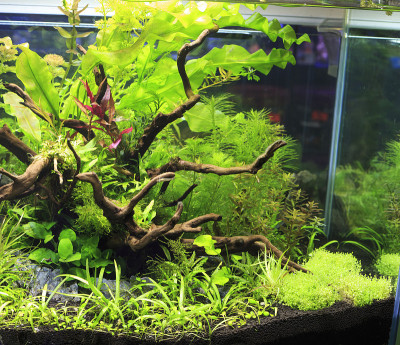 种植水族馆
