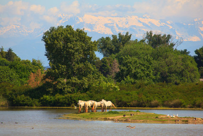 Camargue horses