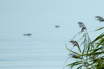 匈牙利巴拉顿湖的夏日景象，野鸭、天鹅和海鸥