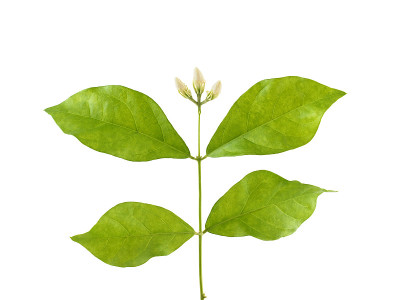特写白色茉莉花芽和绿叶孤立在白色的背景