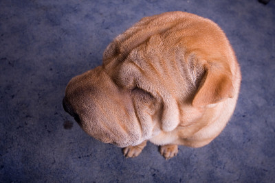 sharpei狗肖像