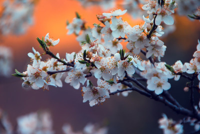 修剪花