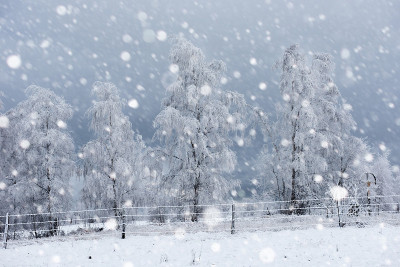 树被雪覆盖，山上下着大雪