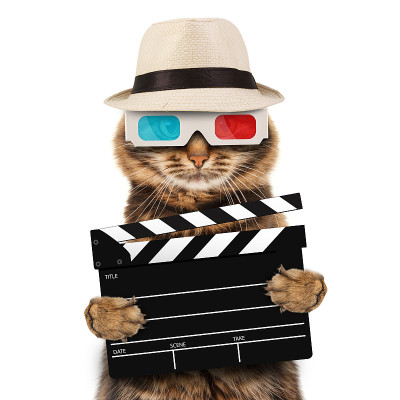 电影导演拿着板的猫