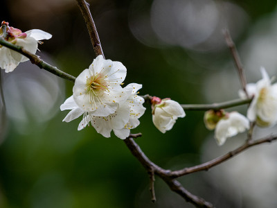 梅花