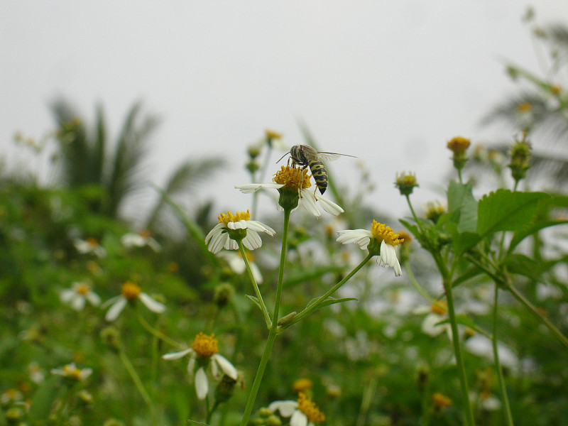 蜜蜂和花