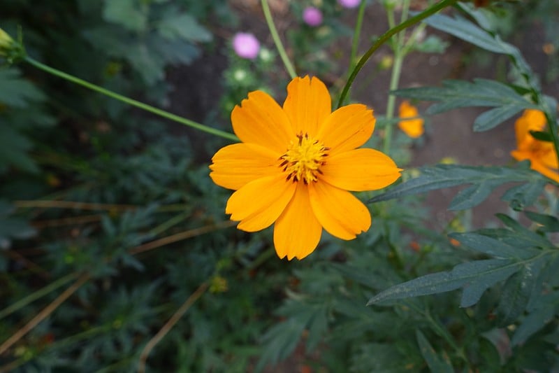 9月一朵橙色的硫磺宇宙花