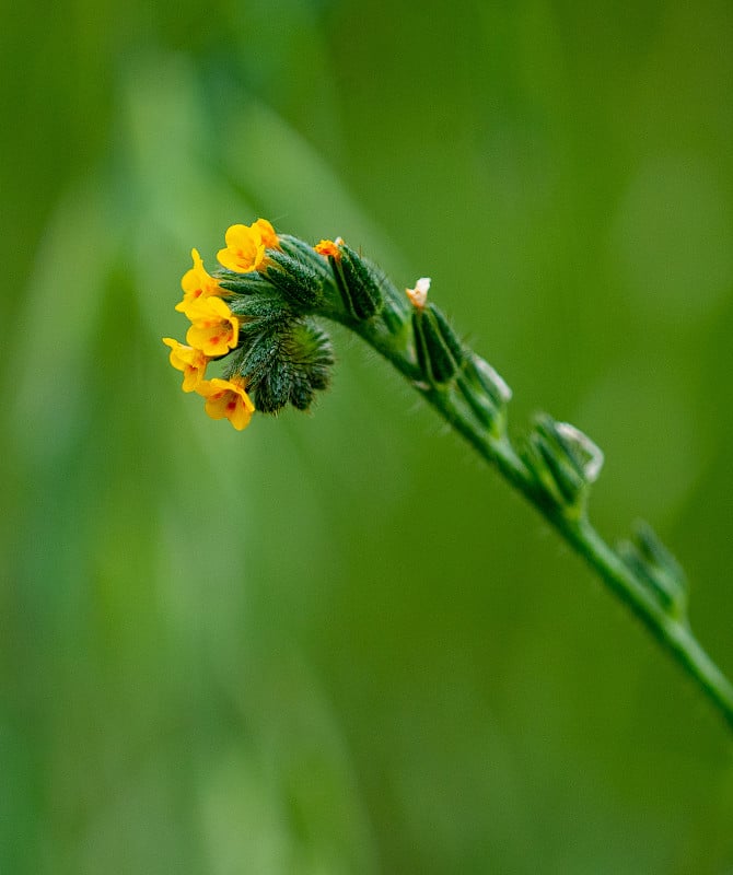 Fiddleneck