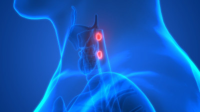 人体腺体甲状旁腺解剖学