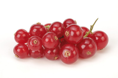 Ribes