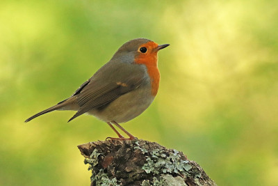 Rougegorge熟悉-欧洲知更鸟(红斑狼群rubecula)。