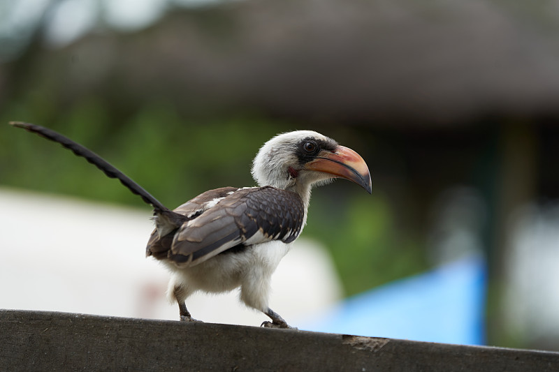 Northern Red Billed Hornbill Tockus Erythrorhynchu