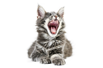 一只喵喵叫的缅因猫，与世隔绝