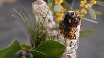 干白鼠尾草涂抹棒，放松和芳香疗法。在精神神秘仪式，草药治疗，瑜伽或气场清洁中沾污。神秘仪式和算命的基