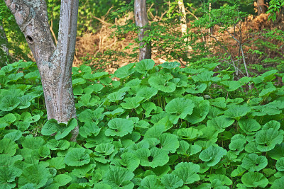 Petasites japonicus