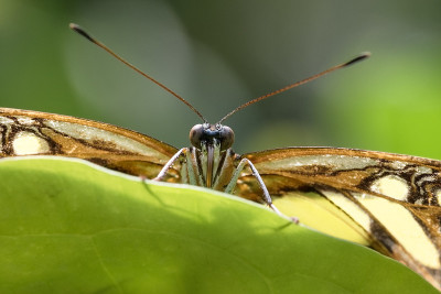 孔雀石蝴蝶(Siproeta stelenes)坐在一片叶子后面，直接看着相机，传粉者减少和环境保护
