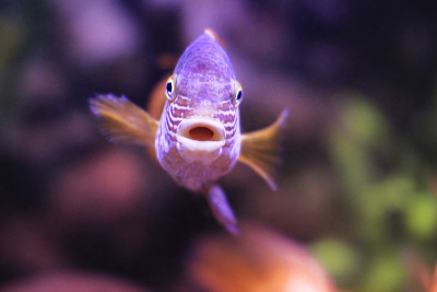 在水族箱水里游泳的鲷鱼