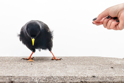 一只高山丘鹬或黄嘴丘鹬(Pyrrhocorax graculus)正在从手中获取食物