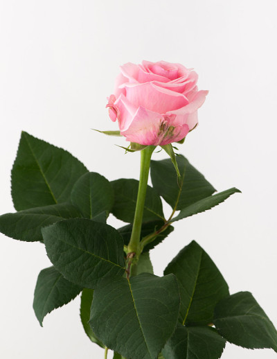 白底花