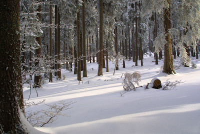 冬季雪景