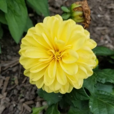 黄花(大丽)