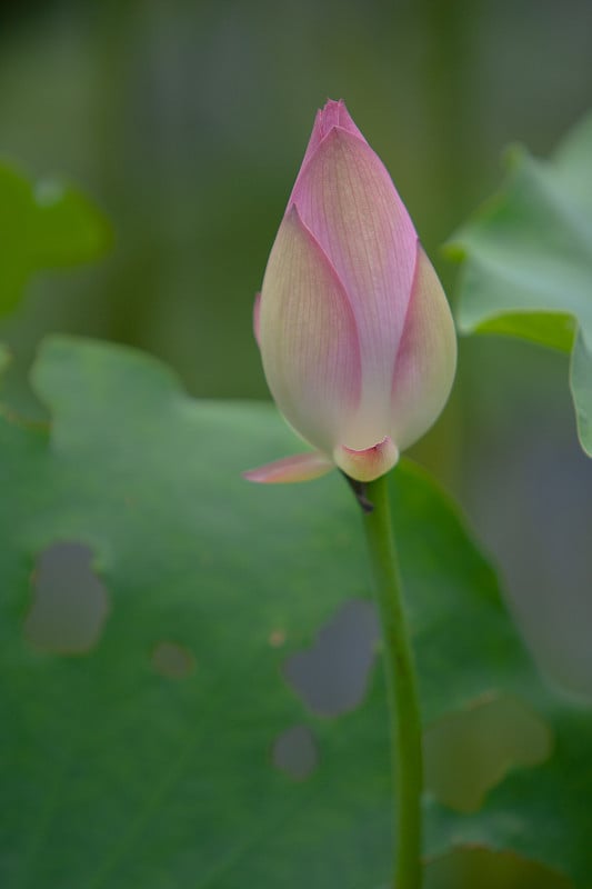 2008年7月6日莲花花园,亚洲。美丽的荷花在水上