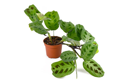 异国情调的“Maranta Leuconeura Kerchoveana”室内植物
