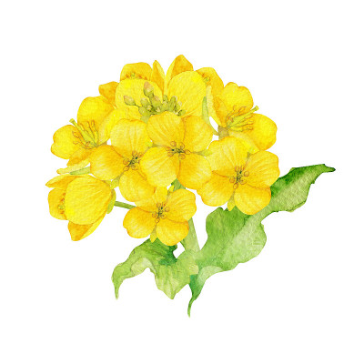甘蓝型油菜